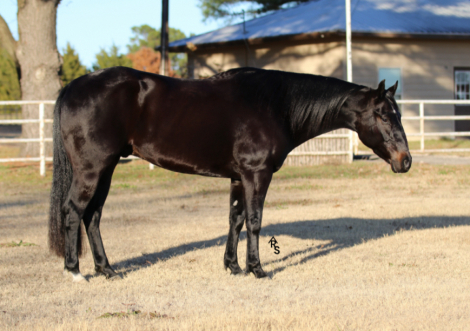 HorseID: 2287796 TLJ WYO DRIFT CAT - PhotoID: 1065054