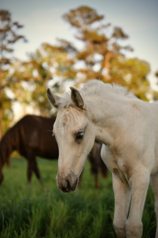 HorseID: 2287821 The Blonde Duchess - PhotoID: 1065094