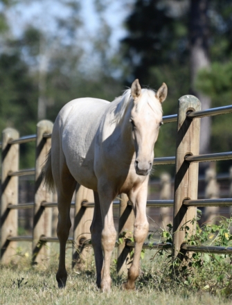 HorseID: 2287821 The Blonde Duchess - PhotoID: 1065095