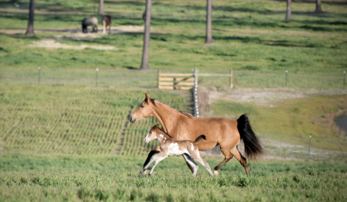 HorseID: 2287823 McCurdy's Twilight Angel - PhotoID: 1065089