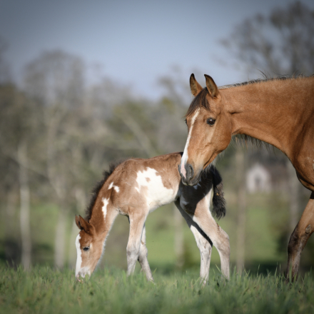 HorseID: 2287823 McCurdy's Twilight Angel - PhotoID: 1065090