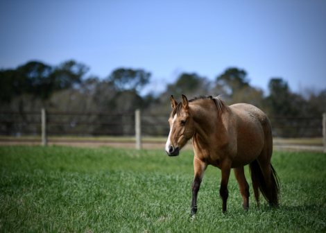 HorseID: 2287823 McCurdy's Twilight Angel - PhotoID: 1065091