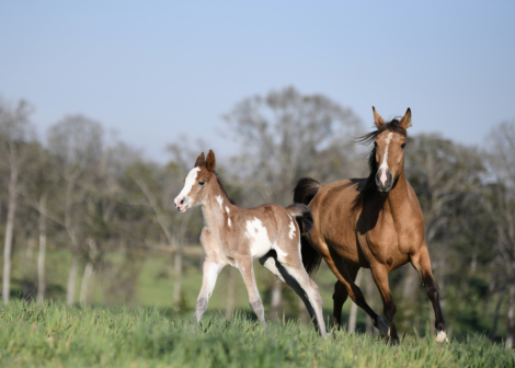 HorseID: 2287823 McCurdy's Twilight Angel - PhotoID: 1065092