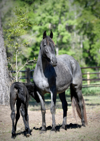 HorseID: 2287824 Ole Blues Blue Lady - PhotoID: 1065093