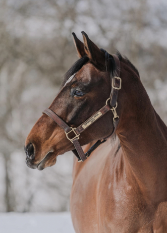 HorseID: 2287868 Copenhagens Angel - PhotoID: 1065140