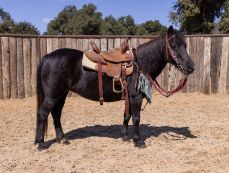 HorseID: 2287880 WILLOW - PhotoID: 1065150