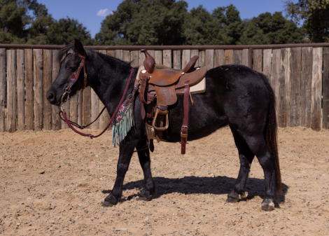 HorseID: 2287880 WILLOW - PhotoID: 1065151