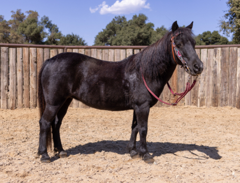 HorseID: 2287880 WILLOW - PhotoID: 1065152