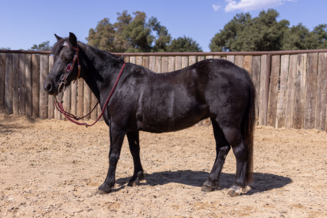 HorseID: 2287880 WILLOW - PhotoID: 1065153