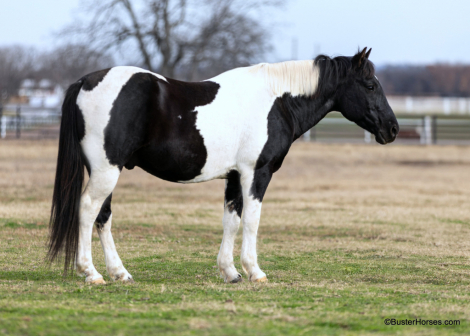 HorseID: 2287983 Oreo BH - PhotoID: 1065229