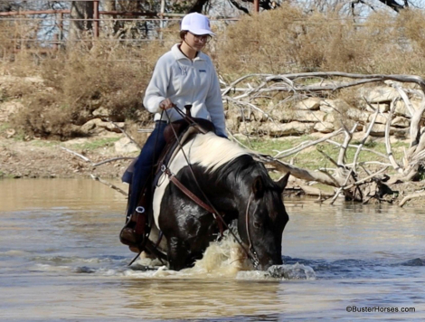 HorseID: 2287983 Oreo BH - PhotoID: 1065231