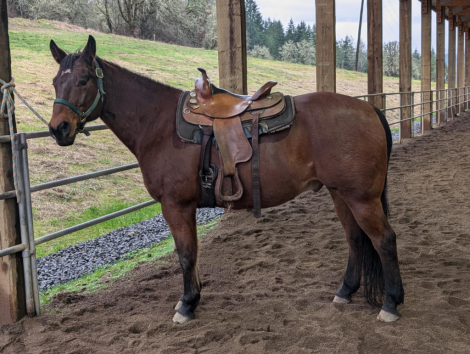 HorseID: 2287989 Ruger - PhotoID: 1065189