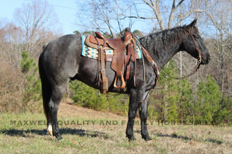 HorseID: 2287995 Samson LM - PhotoID: 1065239