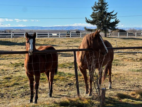 HorseID: 2288074 Leos Two Eyed Jacky - PhotoID: 1065300