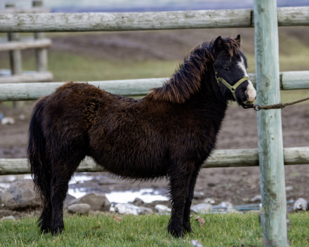 HorseID: 2288084 Lord Farquaad - PhotoID: 1065313