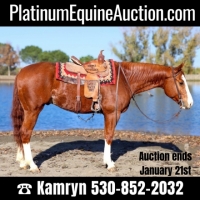 Horses for Sale - List All Horses for a Seller - DreamHorse.com