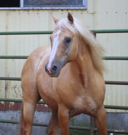 HorseID: 1353920 Lil Peppy San Gold - PhotoID: 1080665