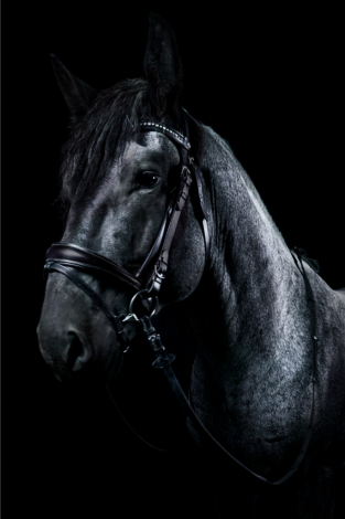 HorseID: 2188871 Hacienda Jackpot - PhotoID: 1079116