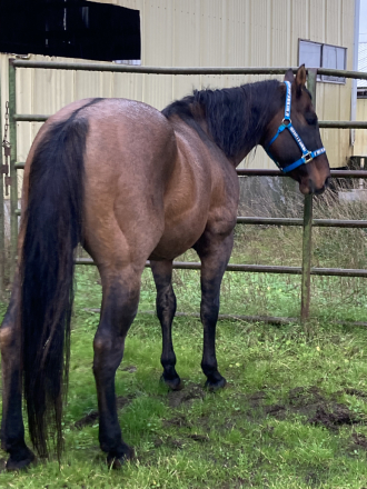 HorseID: 2215617 SMT Poco Chino - PhotoID: 1080666