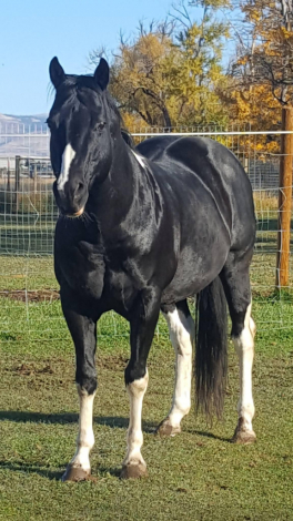 HorseID: 2242046 Tuckers Mr Magnum - PhotoID: 1080671