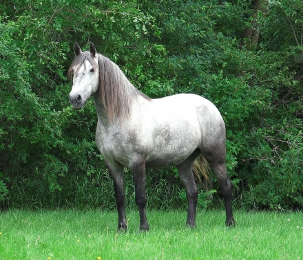 HorseID: 2244942 BK Dagger M'Lady Freja - PhotoID: 1050191