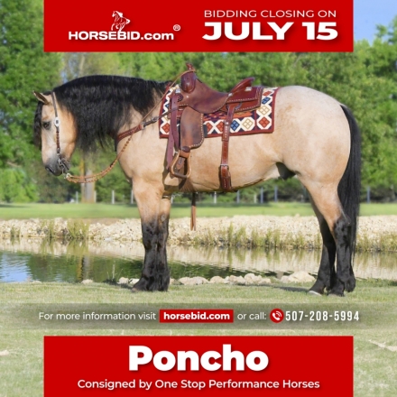 HorseID: 2246726 Poncho - PhotoID: 1045893
