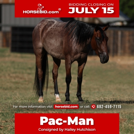 HorseID: 2247444 PAC-MAN - PhotoID: 1042253