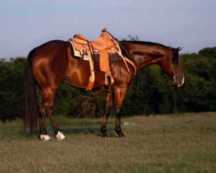 HorseID: 2247445 Streakin Wilywood - PhotoID: 1051650