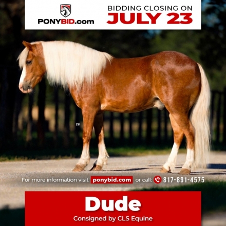 HorseID: 2247446 Dude - PhotoID: 1042233