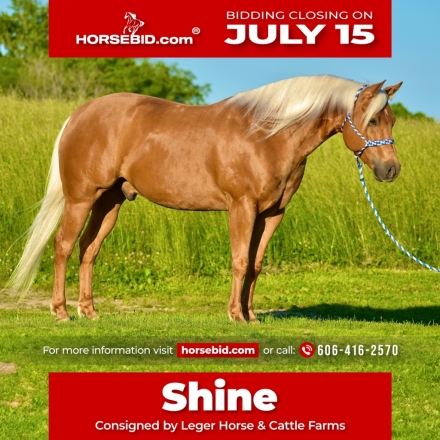 HorseID: 2247455 KG Honky Tonk Shine - PhotoID: 1028035