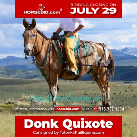 HorseID: 2247457 Donk Quixote - PhotoID: 1042237