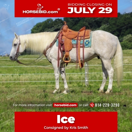 HorseID: 2249908 Ice - PhotoID: 1028770