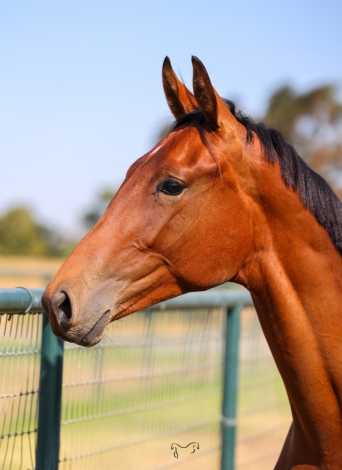 HorseID: 2254600 Teton RTH - PhotoID: 1051927