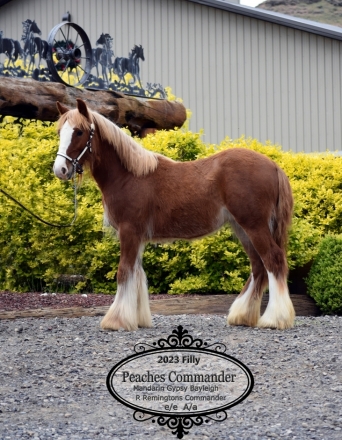 HorseID: 2259264 Peaches Commander - PhotoID: 1051264