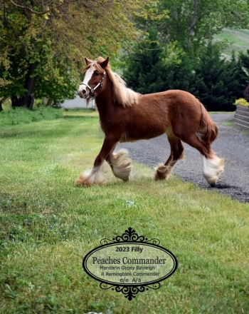 HorseID: 2259264 Peaches Commander - PhotoID: 1051265