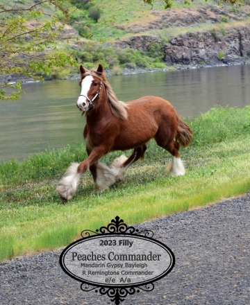 HorseID: 2259264 Peaches Commander - PhotoID: 1051266