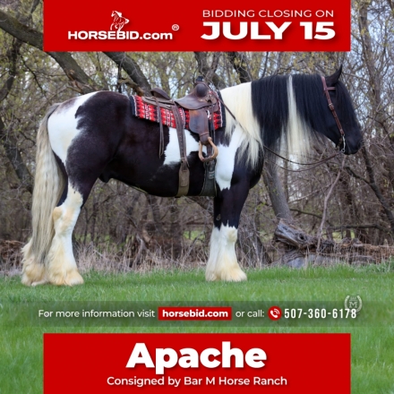 HorseID: 2260689 Lazarus' Apache - PhotoID: 1028024