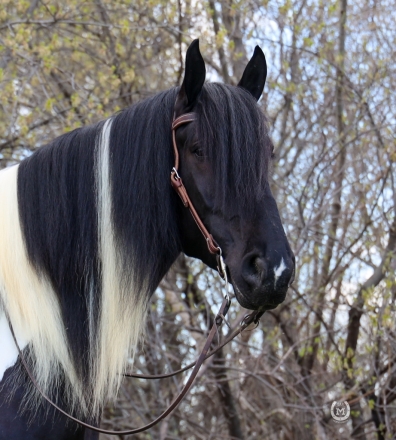 HorseID: 2260689 Lazarus' Apache - PhotoID: 1028026