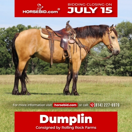 HorseID: 2261706 Dumplin - PhotoID: 1029645