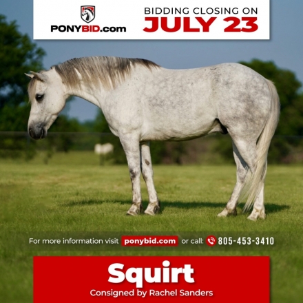 HorseID: 2261708 Squirt - PhotoID: 1029641