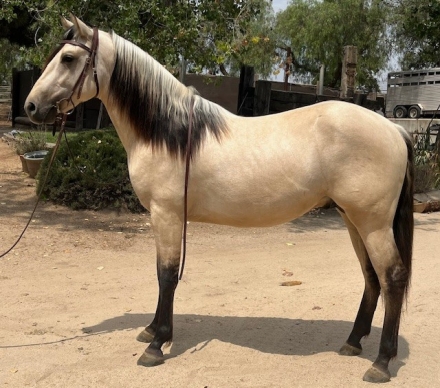 HorseID: 2262976 Andalusian/Azteca Two-Year-Old Buckskin Colt - PhotoID: 1052257