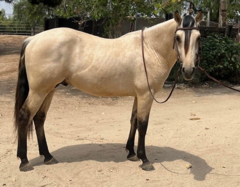 HorseID: 2262976 Andalusian/Azteca Two-Year-Old Buckskin Colt - PhotoID: 1052258