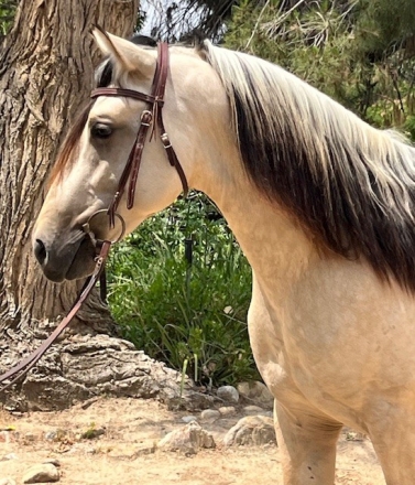 HorseID: 2262976 Andalusian/Azteca Two-Year-Old Buckskin Colt - PhotoID: 1052259