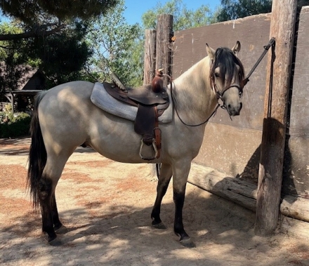 HorseID: 2262976 Andalusian/Azteca Two-Year-Old Buckskin Colt - PhotoID: 1052260