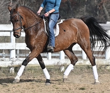 HorseID: 2263614 Miz Greta Garbo Evf - PhotoID: 1051240