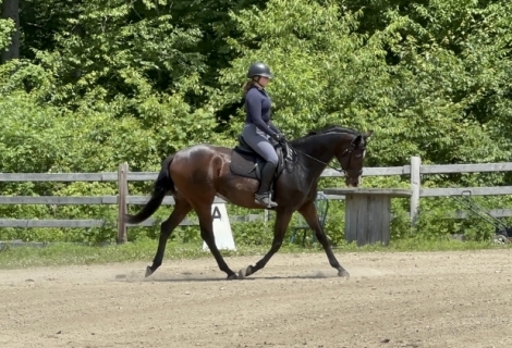 HorseID: 2264025 Luther - PhotoID: 1049779