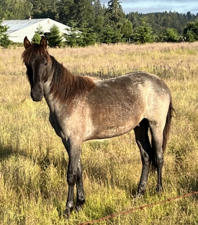 HorseID: 2264041 NW Double Vision - PhotoID: 1050864