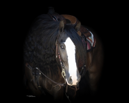 HorseID: 2265021 Silver Lining - PhotoID: 1034261