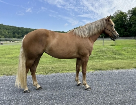 HorseID: 2265076 Ginger - PhotoID: 1034314