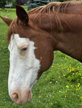 HorseID: 2265648 Teddy's Lil Splash - PhotoID: 1041274